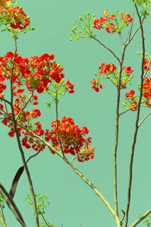 Royal Poinciana or Flame tree, tropical red flower in summer in retro color styleの写真素材