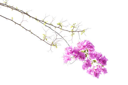 Bougainvilleasの写真素材