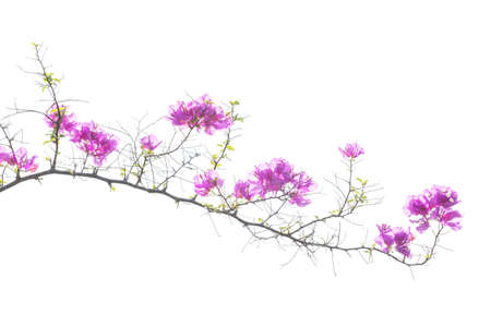 Bougainvilleas
