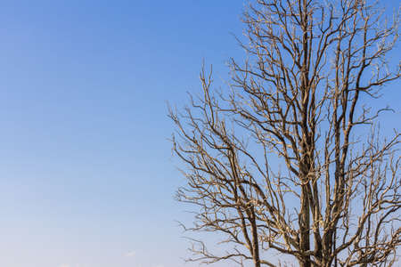 Leafless treetop on blue sky backgroundの写真素材