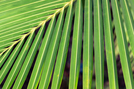Abstract palm leaf in vintage colorの写真素材