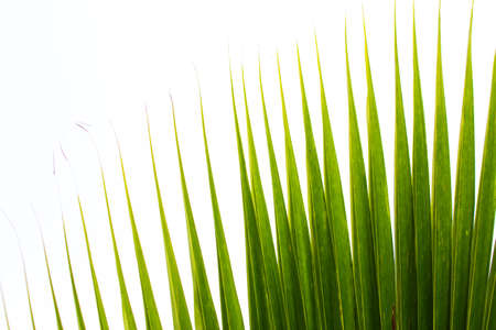Abstract palm leaf isolated against  on white の写真素材