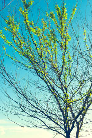 Treetop budding leaves when rainy season begin, vintage color styleの写真素材
