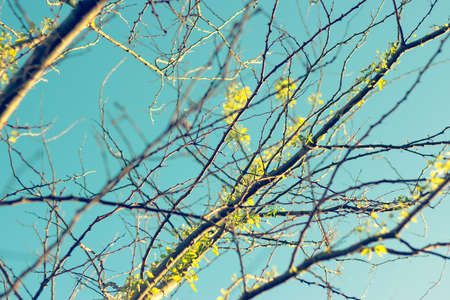 Treetop budding leaves when rainy season begin, vintage color styleの写真素材