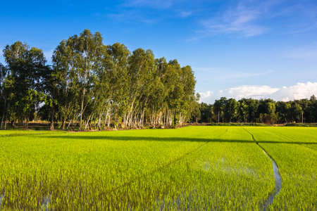 Rice field and Eucalyptus tree in countryside of Thailandの写真素材