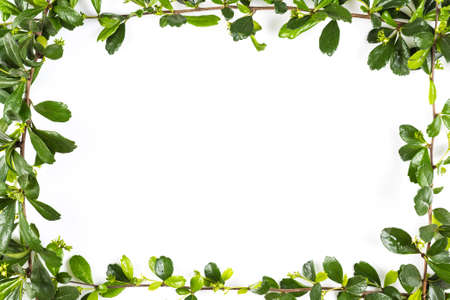 Small leaf plant as frame on white backgroundの写真素材