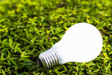 White light bulb on plant, inspired by nature, energy saving, innovative idea for environment...