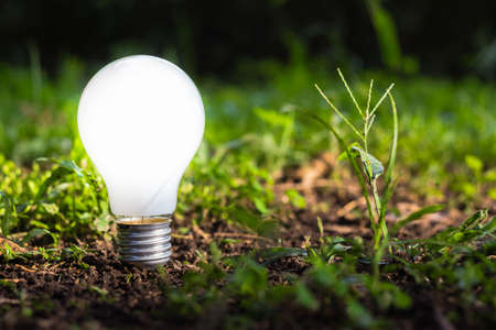 Light bulb growing on the ground in the garden, innovative idea for nature conceptの写真素材