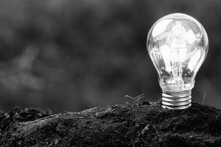 Light bulb plant in soil as idea or energy conceptの写真素材