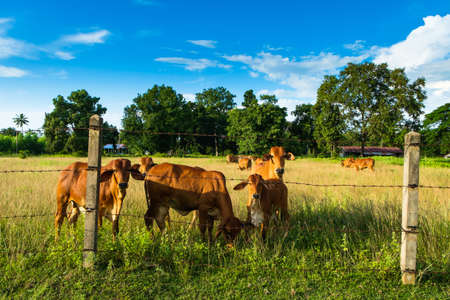 Thai beef cow in the farm areaの写真素材