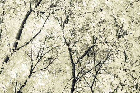 Tropical treetop in monotone colorの写真素材