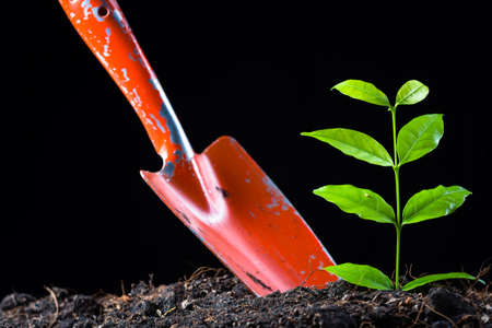 Young plant growing from soil with shovel on black backgroundの写真素材