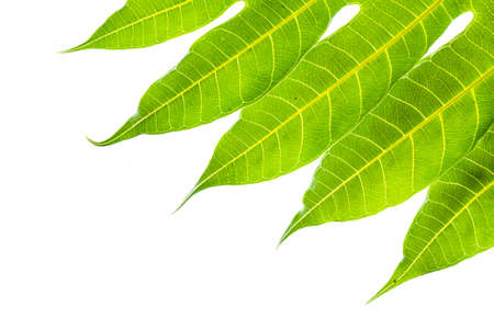 Tropical leaves on treetop isolatedの写真素材