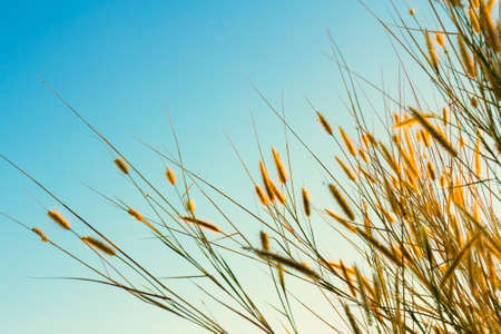 Grasses flowers blooming in winter, retro color styleの写真素材