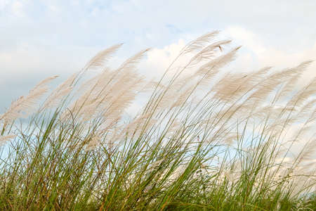 Reed field waver in the windの写真素材
