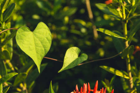 Leaf in the garden like a heart form
