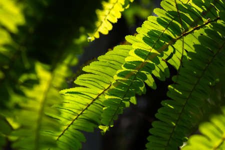 Closeup Fern in the garden
