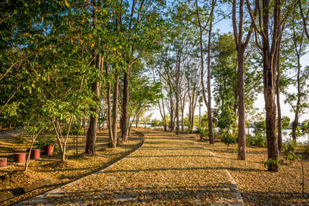 In the woods with many fallen dry leaves on the roadの写真素材