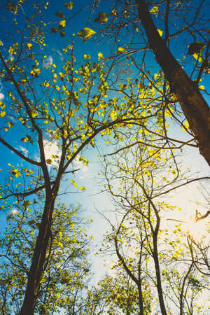 Teak treetop in deciduous season, retro color effect