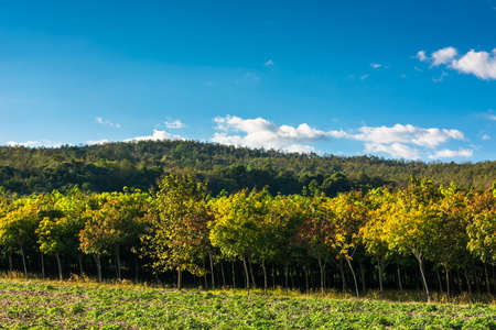 Rubber farm under blue sky in countryside of Thailandの写真素材
