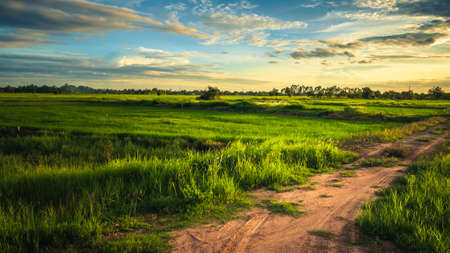 Sunset field with grasses overgrown and soil road in countryside of Thailand