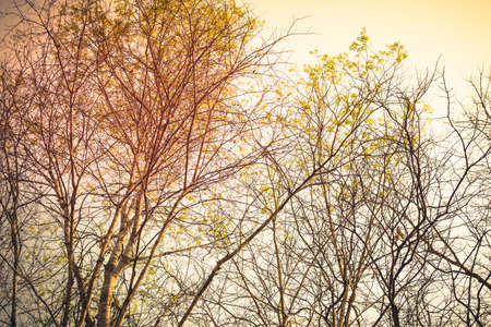 Tropical deciduous forest in summerの写真素材