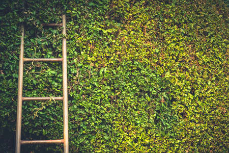 Ladder on trimmed tree wall
