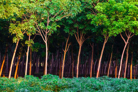 Rubber trees in farm landの写真素材