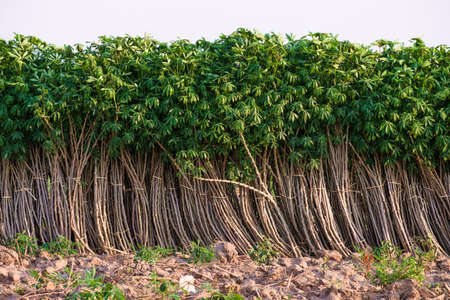 Bunch of Cassava prepare to sellの写真素材