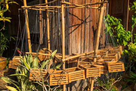 Wood basket hanged pots for orchid plantの写真素材