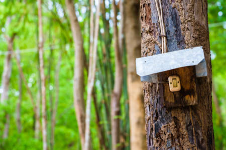 Electric switch on tree trunk in the forest, covered by galvanized iron for rain protectionの写真素材