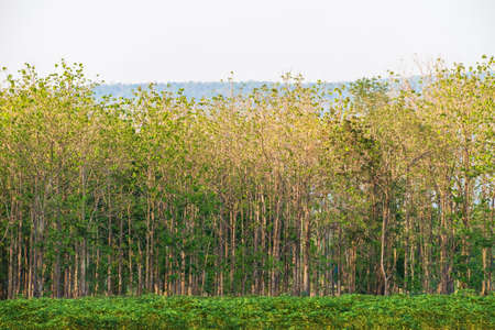 Teak forest in summer in countryside of Thailandの写真素材