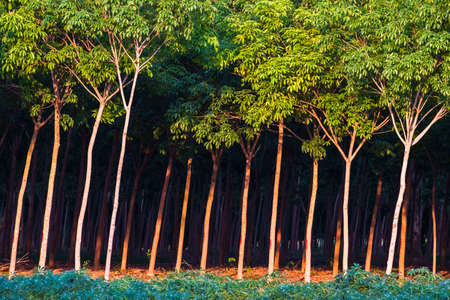 Rubber trees in farm landの写真素材