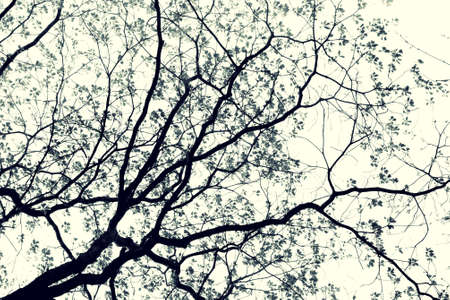 Treetop in the forest, vintage color styleの写真素材