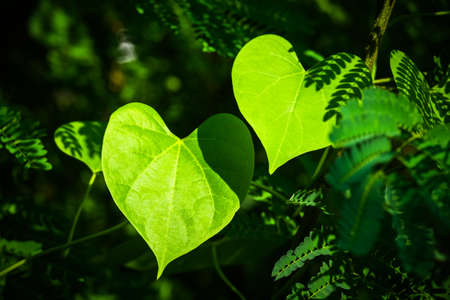 Closeup two leaves like a heart shape in the forestの写真素材
