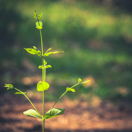 Wilderness new small plant growing in sunlight in the forestの写真素材