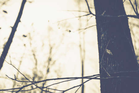 Vintage nature background, dry branch and tree in the deciduous forestの写真素材