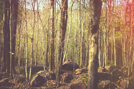 Mixed deciduous forest in vintage color styleの写真素材