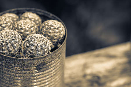 Closeup cactus plant in old can, decorated in the garden