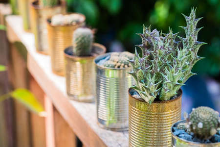 Row of cactus on wood balcony outside in the gardenの写真素材