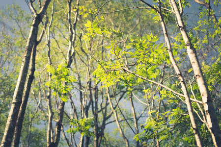 Tree branch budding leaves in deciduous forest, vintage color style