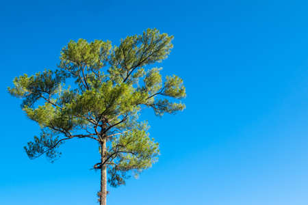 Khasya pine trees on blue sky(Pinus kesiya Royle ex Gordon)