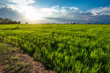 Rice farm in evening sunlight, countryside of Thailandの写真素材