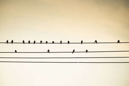 Birds on wire, retro color style
