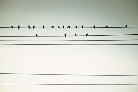 Birds on wire, retro color styleの写真素材
