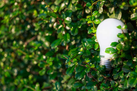 Light bulb glowing in green bush, energy saving and sustainable development concept