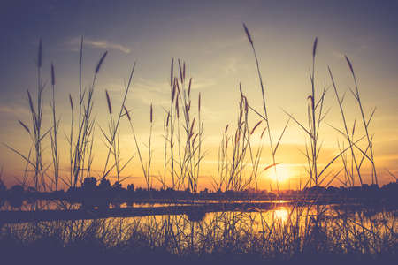 Vintage photo of silhouette grasses flowers in rice farm with sunsetの写真素材