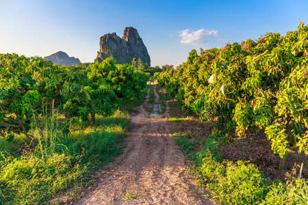Mango Farm in countryside of Thailand