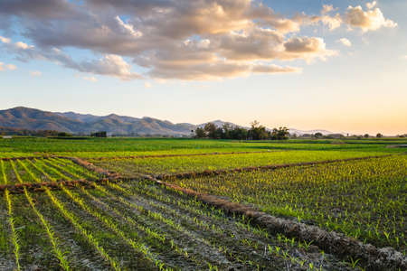 Corn farm in countryside of Thailand
