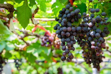 Fresh grapes on the vine